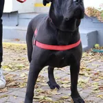 Znaleziono psa, Łódź, 25 października 2025