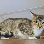 Kot do adopcji, Chełmek, 12 września 2025