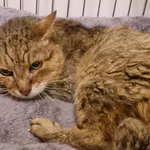 Znaleziono kota, Racławice, 21 października 2025