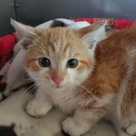 Znaleziono kota, Racławice, 22 października 2025