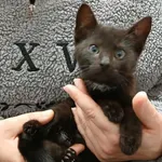 Kocurek poz. 25/805/K