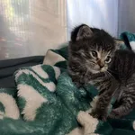 Kot do adopcji, Włocławek, 26 października 2025