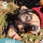 Pies do adopcji, Dąbrówka, 25 października 2025