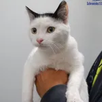 Znaleziono kota, Szczecin, 25 października 2025