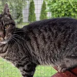 Imię:  Brysia Chip: 616093903064720 Płeć : Samica Wiek:  Styczeń 2018 Wielkość:  Typowa Kastracja/sterylizacja:  Tak Inne Psy:  Akceptuje towarzystwo innych kotów i kotek Dzieci:  W wieku szkolnym Cha