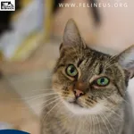 Kot do adopcji, Chmielnik, 27 października 2025