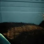 Kocurek poz. 25/799/K