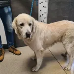 Znaleziono psa, Chełmek, 27 października 2025