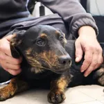 Znaleziono psa, Łódź, 25 października 2025