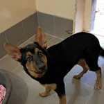 Znaleziono psa, Olsztyn, 27 października 2025