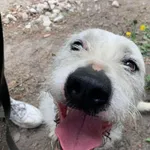 Nero - wyjątkowy pies szuka kochającego domu!  