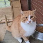 Kot do adopcji, Olsztyn, 6 października 2025