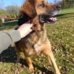 Pies do adopcji, Bełchatów, 13 stycznia 2022