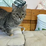 Kot do adopcji, Czartki, 28 października 2025