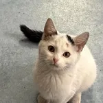 Kot do adopcji, Czartki, 28 października 2025