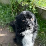 Pies do adopcji, Olsztyn, 2 października 2025