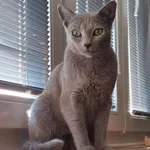 Zaginął kot, Pszczyna, 28 października 2025