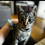 Zaginął kot, Szczepanki, 28 października 2025