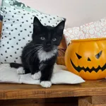 Psikus 616093903032013