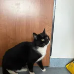 Kot do adopcji, Czartki, 28 października 2025