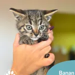 Banan