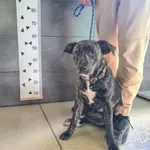 Znaleziono psa, Chełmek, 27 października 2025