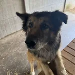 Aron - cudowny, spokojny owczarek szuka domu!