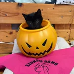 Kot do adopcji, Czartki, 28 października 2025