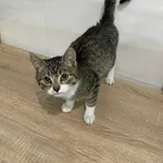 Znaleziono kota, Czartki, 28 października 2025