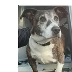 Znaleziono psa, Wrocław, 25 października 2025