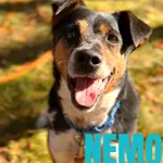 Nemo - w domu tymczasowym