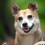 Pies do adopcji, Gdynia, 29 października 2025