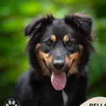 Pies do adopcji, Gdynia, 29 października 2025