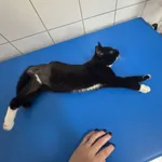 Kot do adopcji, Czartki, 29 października 2025