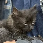 Znaleziono kota, Lublin, 28 października 2025