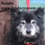Bambo
