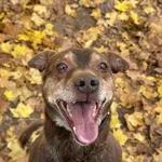 Pies do adopcji, Bydgoszcz, 8 grudnia 2025