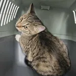 Kot do adopcji, Olsztyn, 27 października 2025