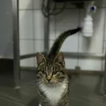 Kot do adopcji, Olsztyn, 27 października 2025