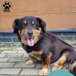 Znaleziono psa, Gdynia, 14 października 2025