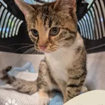 Znaleziono kota, Gdynia, 16 października 2025