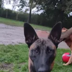 Zaginął pies, Wilczkowice Dolne, 30 października 2025