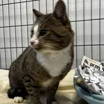 Kocurek poz. 25/813/K