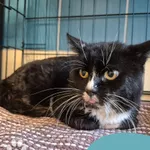 Znaleziono kota, Gdynia, 20 października 2025