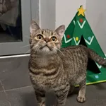 Kot do adopcji, Olsztyn, 27 października 2025