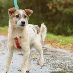 Pies do adopcji, Nowodwór, 28 października 2025