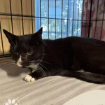 Znaleziono kota, Gdynia, 25 października 2025