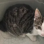 Znaleziono kota, Toruń, 26 października 2025