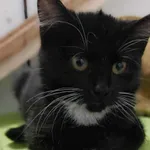 Oddam kota, Elbląg, 30 października 2025