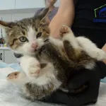 Kot do adopcji, Szczecin, 29 października 2025